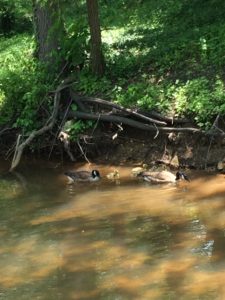 baby geese