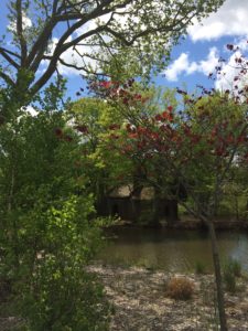 Redbud, river birch and stone hut