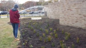 michelle-watering-rank-garden